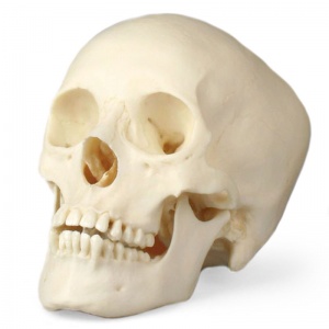 Female Adolescent Model Skull